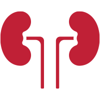 kidneys icon