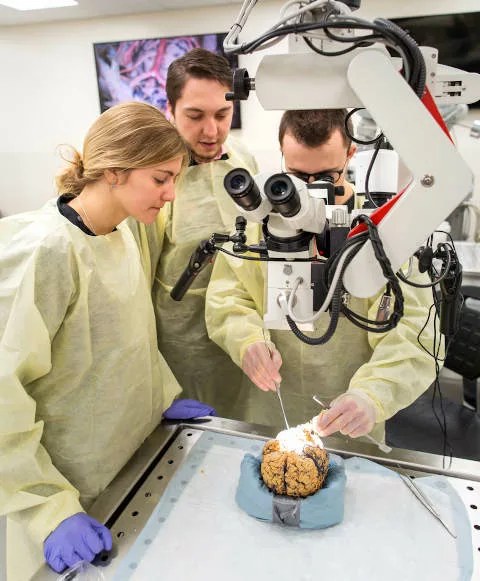 Students examine a brain with a microscope